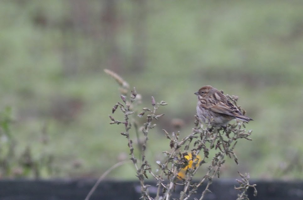 Reed Bunting - ML98262841