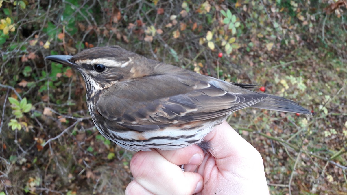 Redwing (Eurasian) - Anton Liebermann