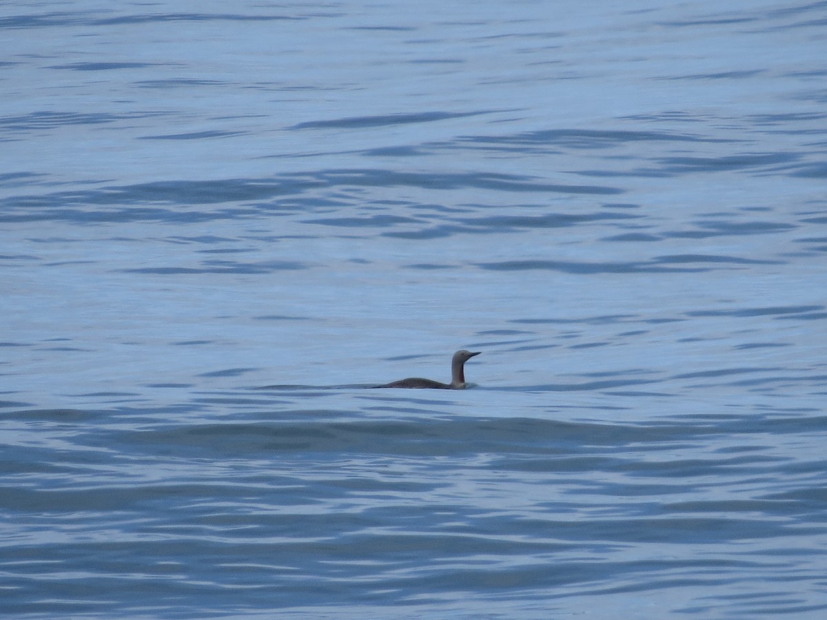 Red-throated Loon - ML98263811