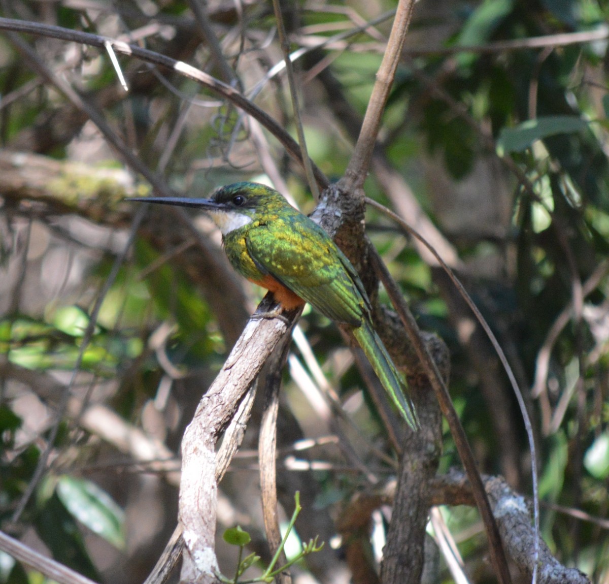 Jacamar à queue rousse - ML98264261