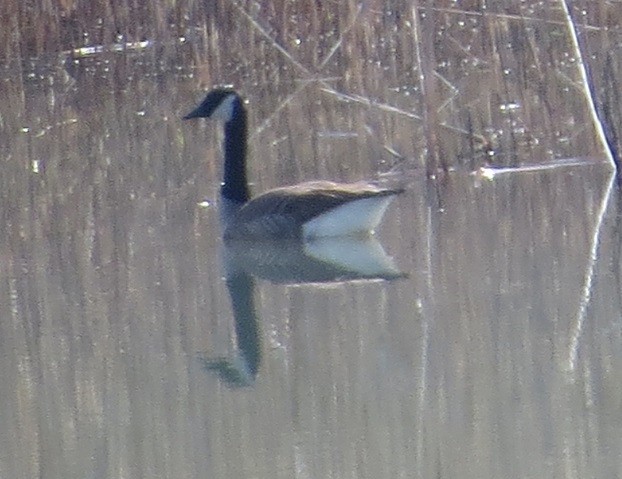 Canada Goose - ML98264271