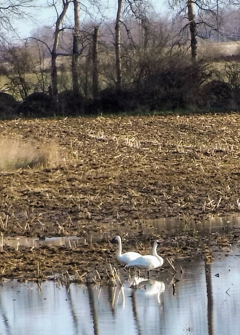 cygne sp. - ML98265581