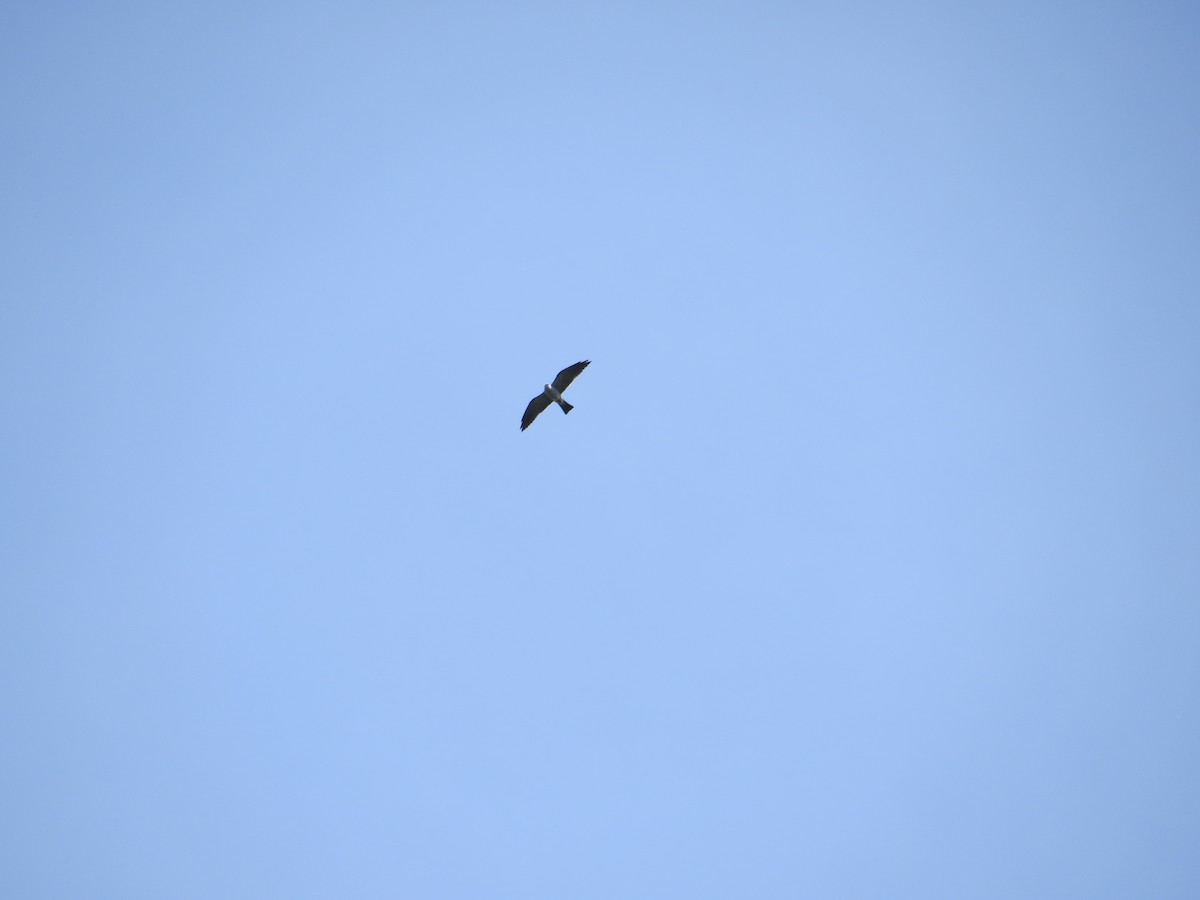 Mississippi Kite - ML98265721