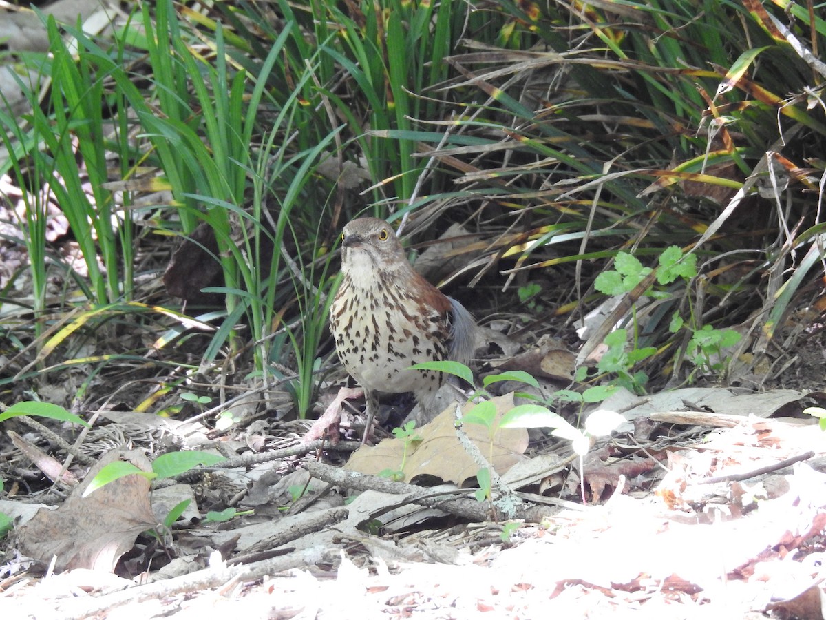 Brown Thrasher - ML98265761