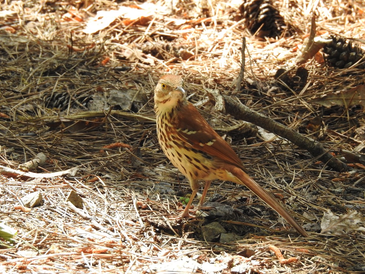 Brown Thrasher - ML98265991