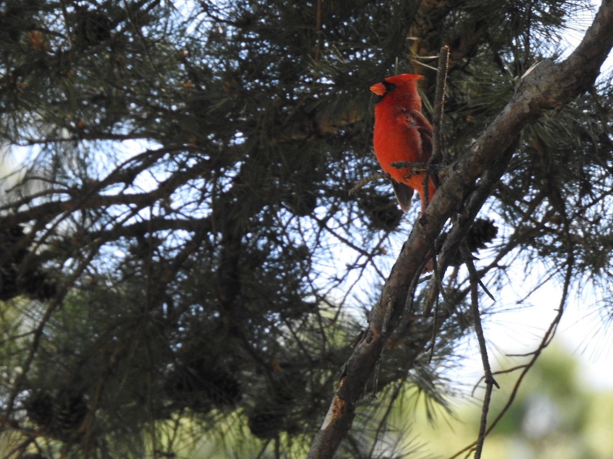 Northern Cardinal - ML98266111