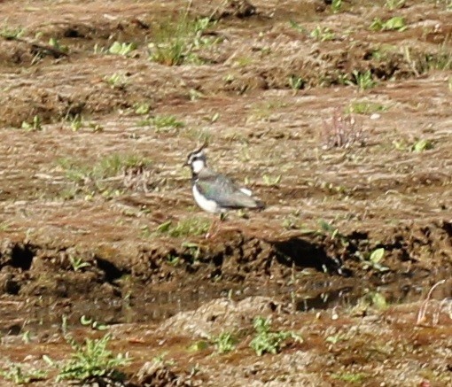 Умардын хавтгаалж - ML98266431