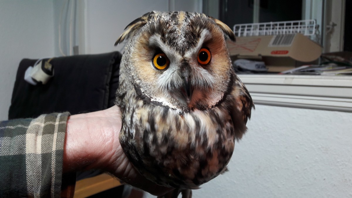 Long-eared Owl (Eurasian) - ML98266601