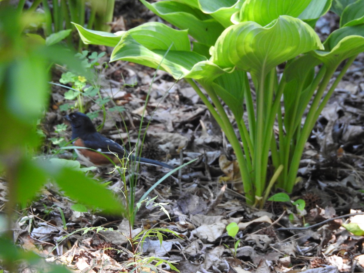 Eastern Towhee - ML98267681