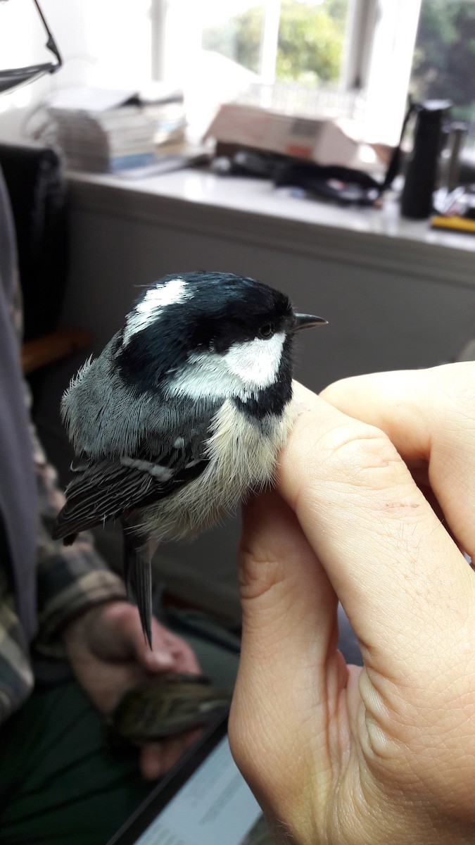 Coal Tit (Continental) - ML98267761