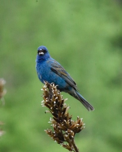 Indigo Bunting - ML98268091