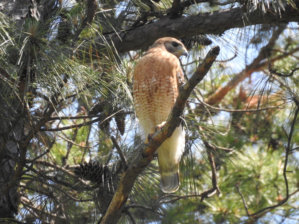 Red-shouldered Hawk - ML98269491