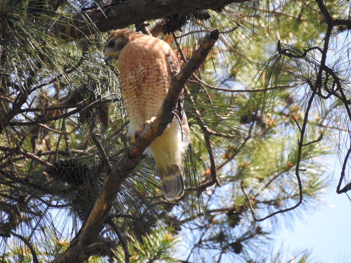 Red-shouldered Hawk - ML98269511