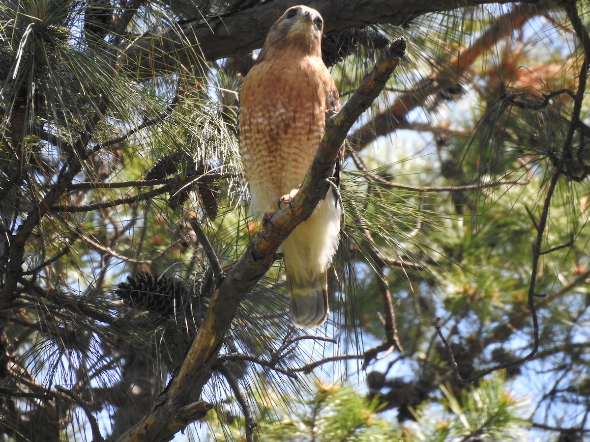 Red-shouldered Hawk - ML98269661