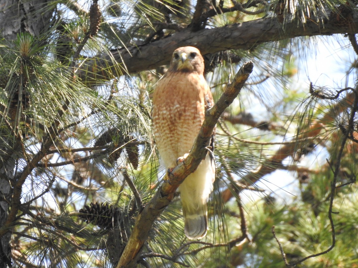 Red-shouldered Hawk - ML98269791