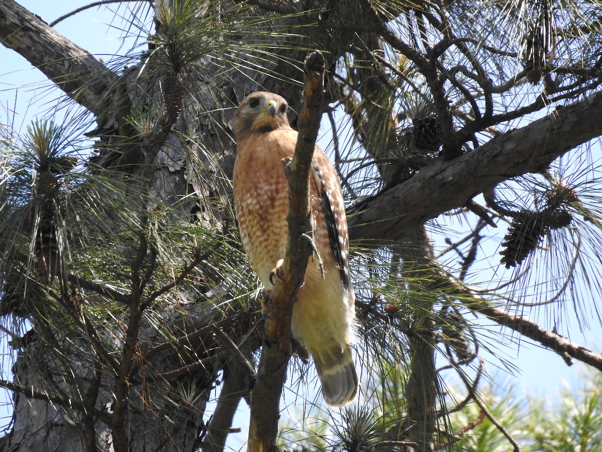 Red-shouldered Hawk - ML98269861