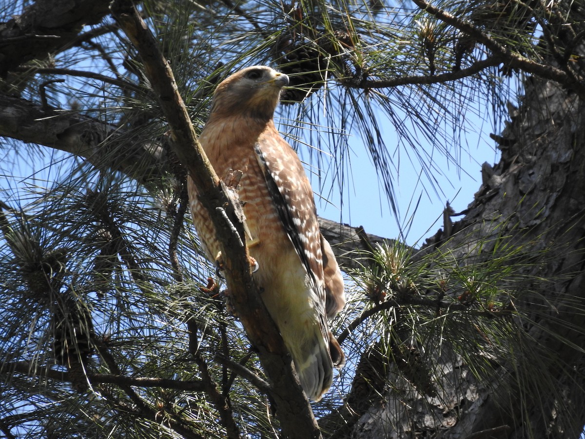 Red-shouldered Hawk - ML98270011