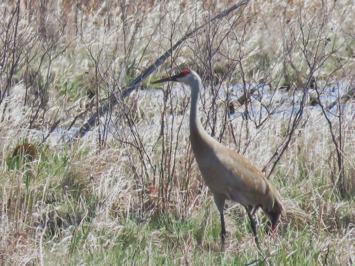 Sandhill Crane - George Levtchouk