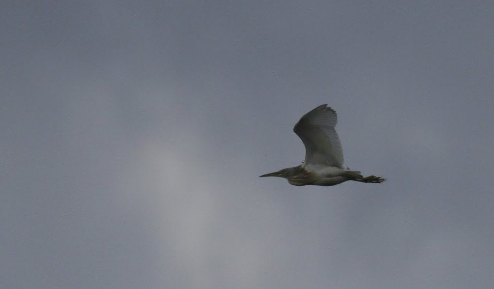 Squacco Heron - ML98270911