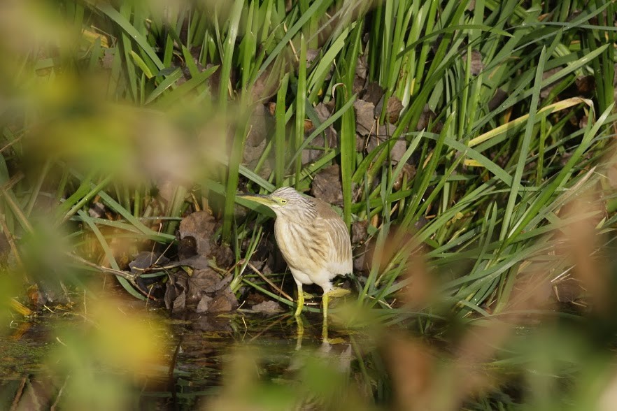 Squacco Heron - ML98270961