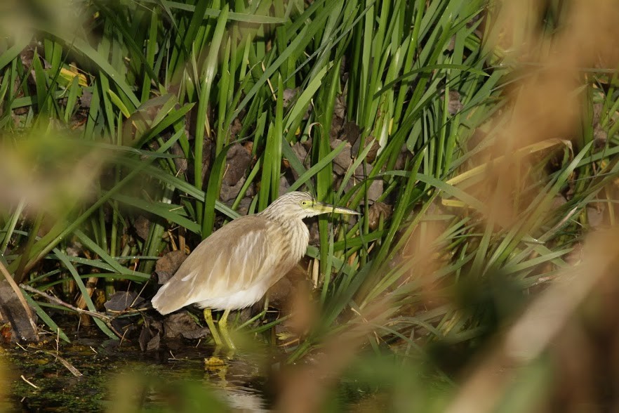 Squacco Heron - ML98270971