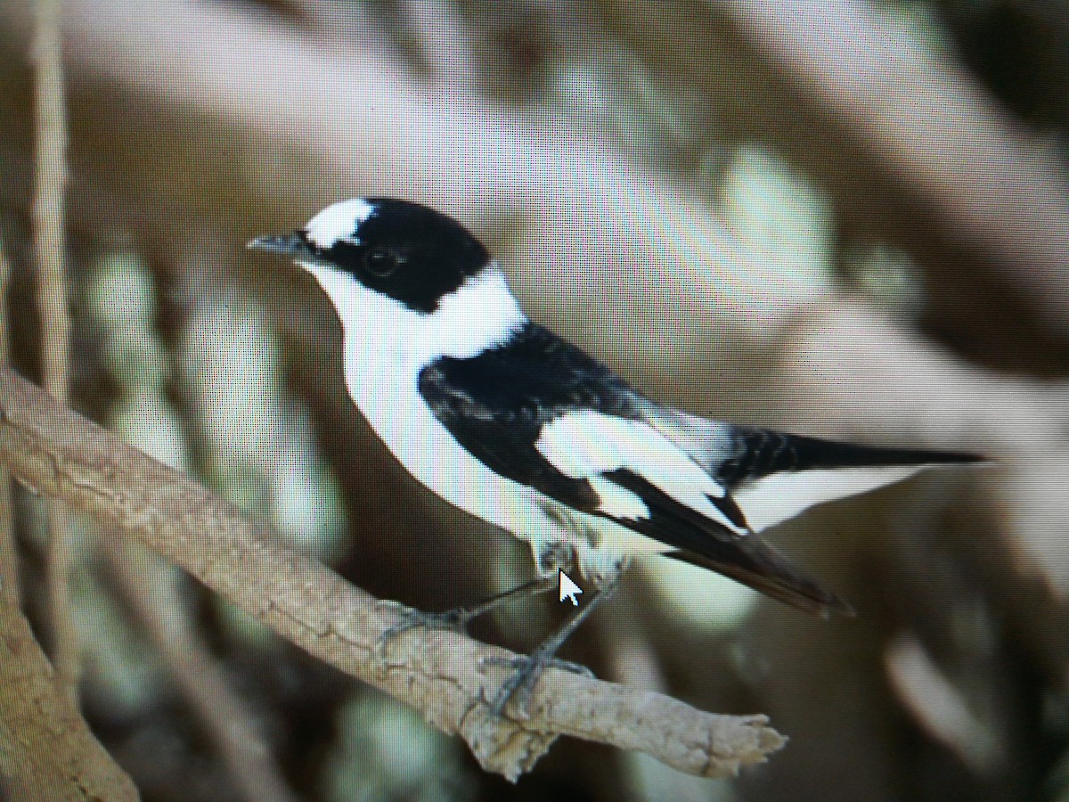 Collared Flycatcher - ML98271871