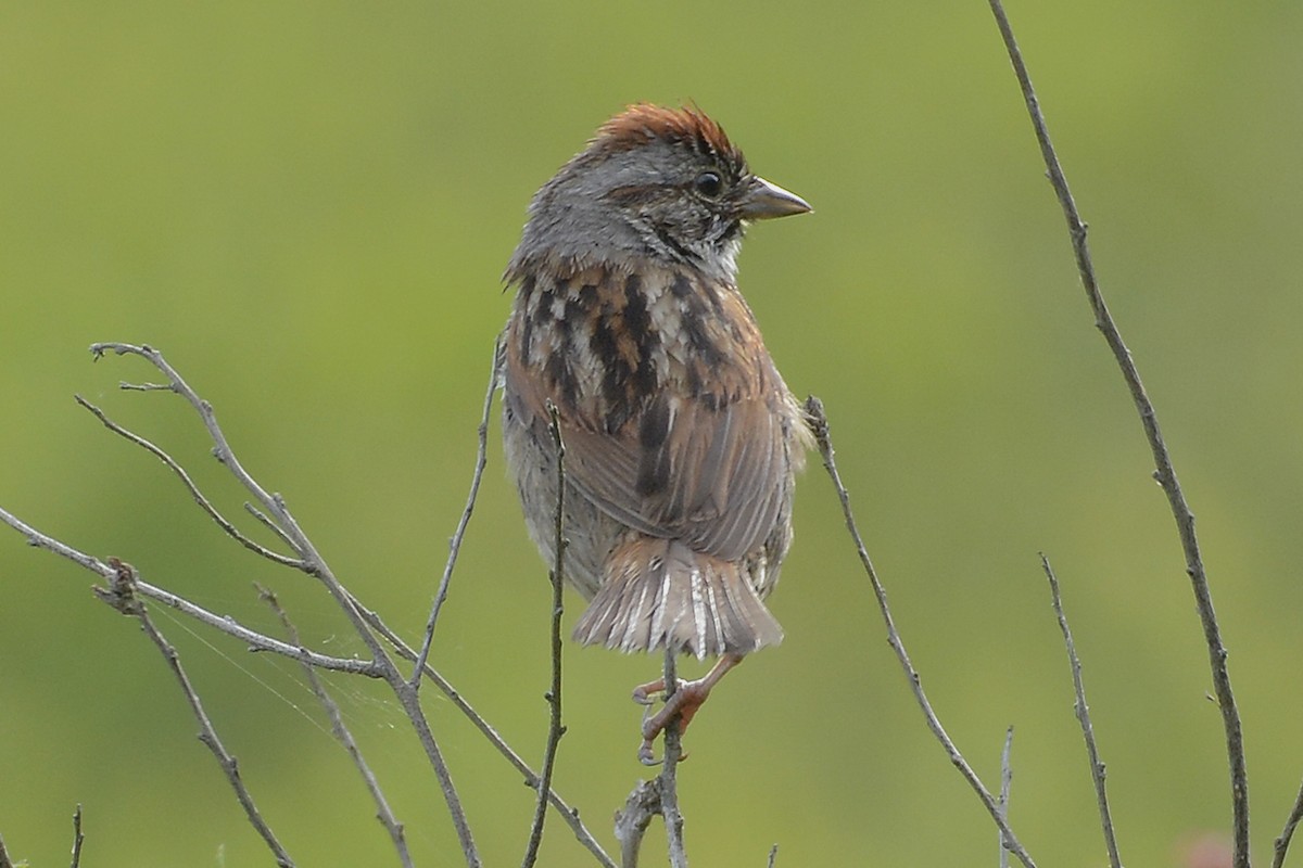 Swamp Sparrow - ML98272271