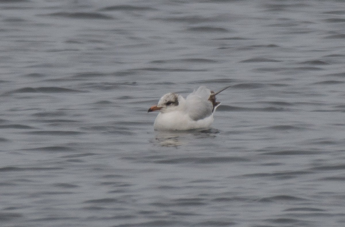 Mediterranean Gull - ML98272601