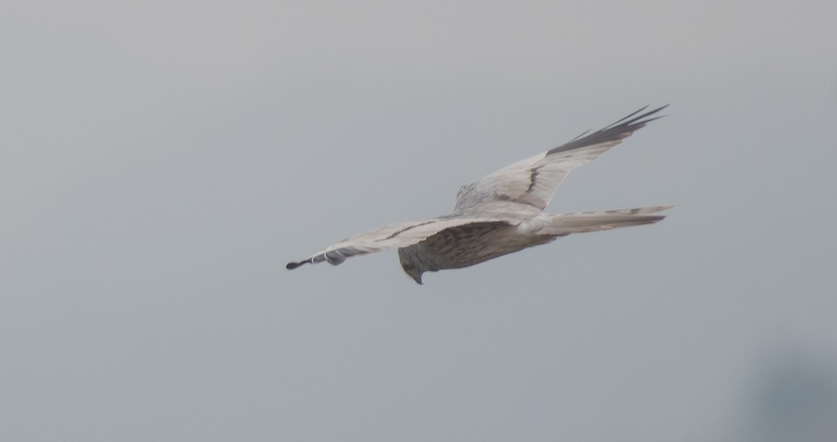 Montagu's Harrier - ML98274651