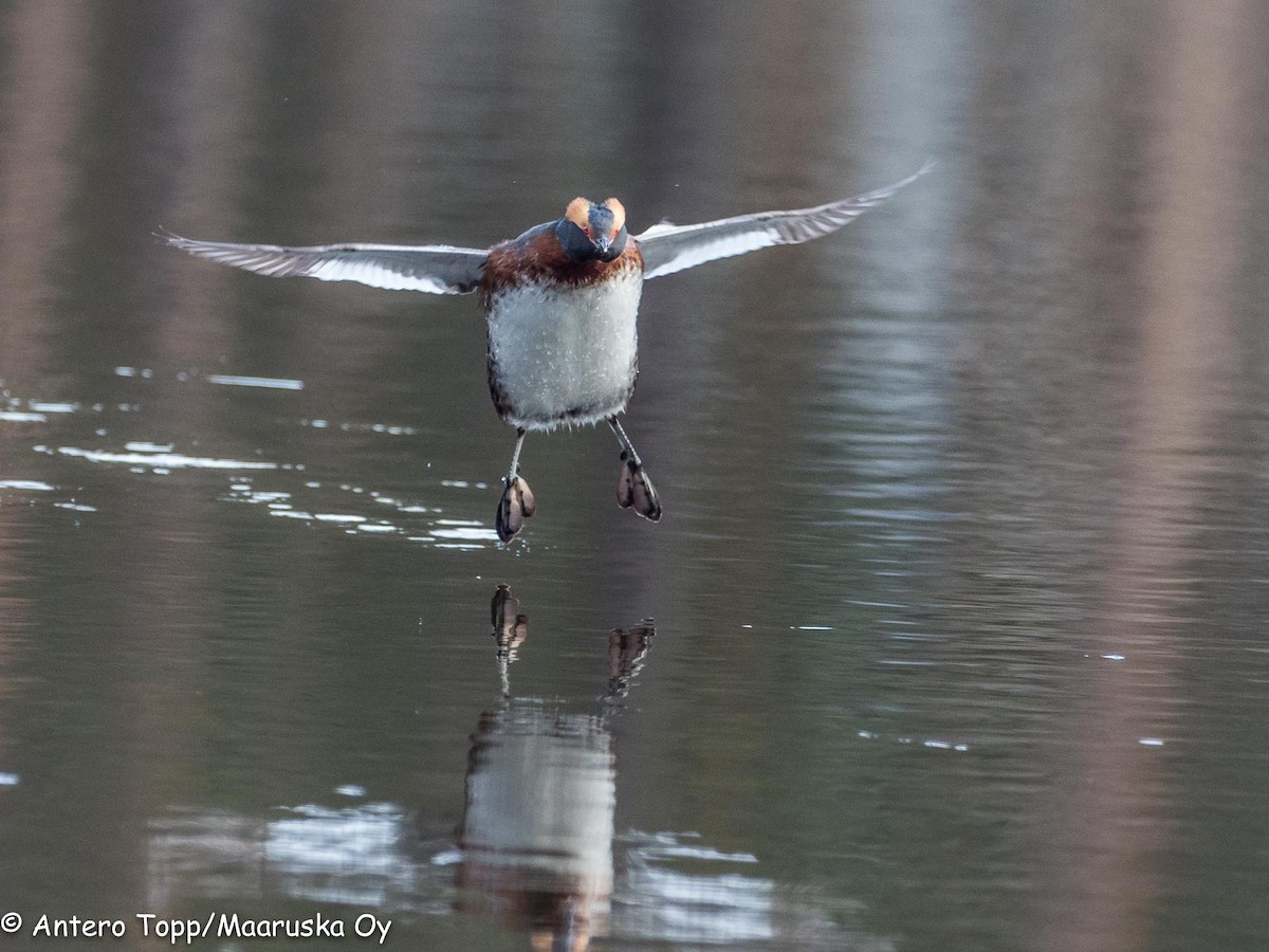 Horned Grebe - Antero Topp