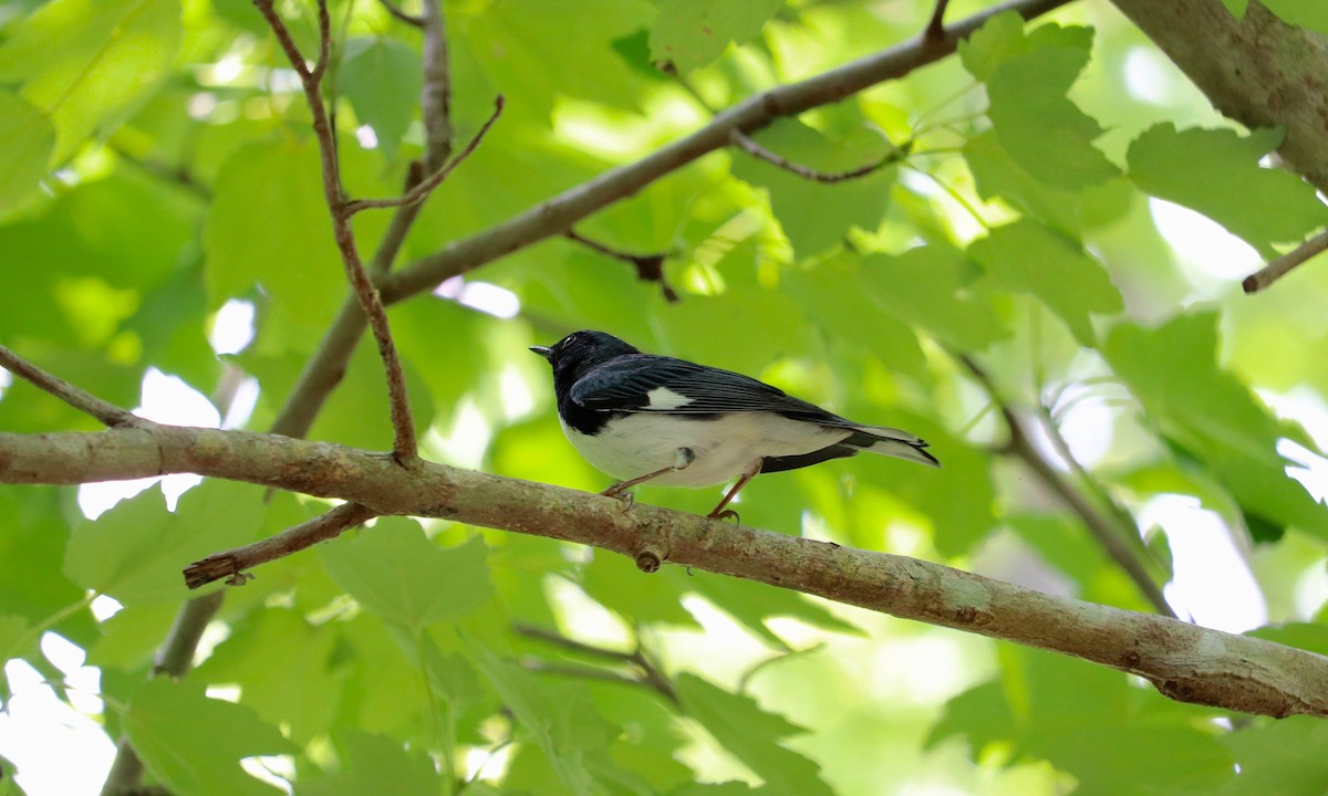 Blaurücken-Waldsänger - ML98278381