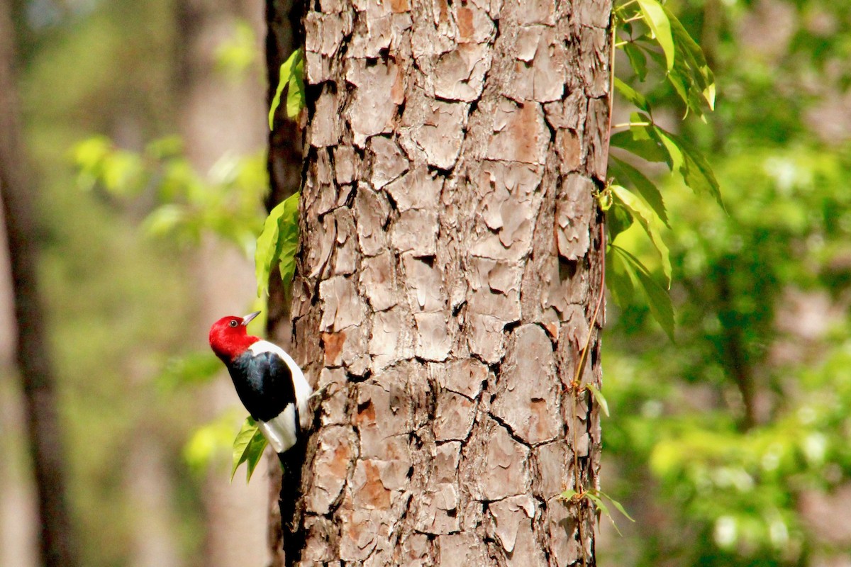 Red-headed Woodpecker - Robbin Mallett