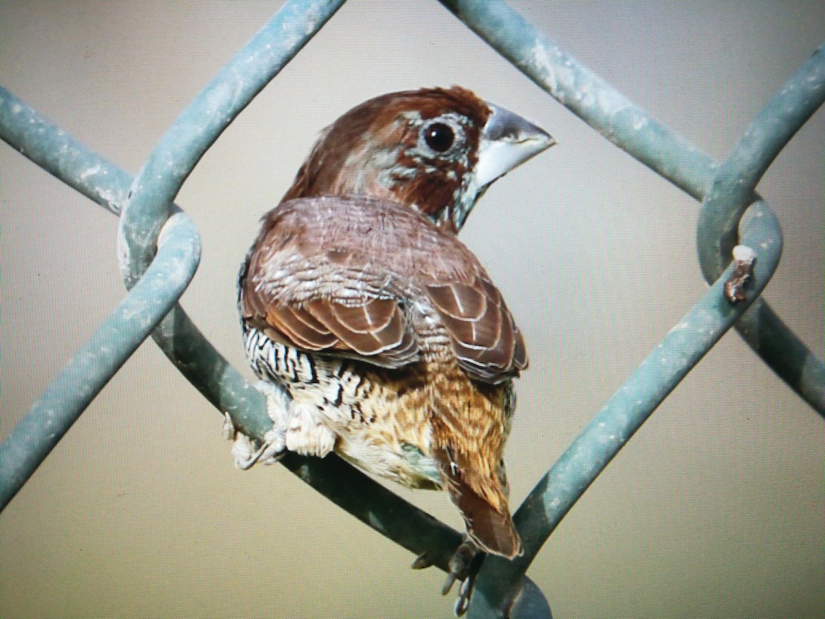 Scaly-breasted Munia - ML98278991