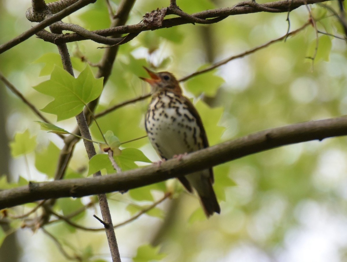 Wood Thrush - ML98279131