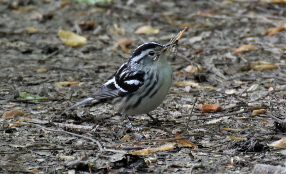 Black-and-white Warbler - ML98279301