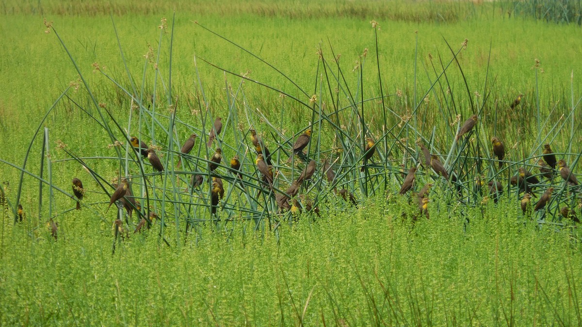 Yellow-headed Blackbird - ML98279951