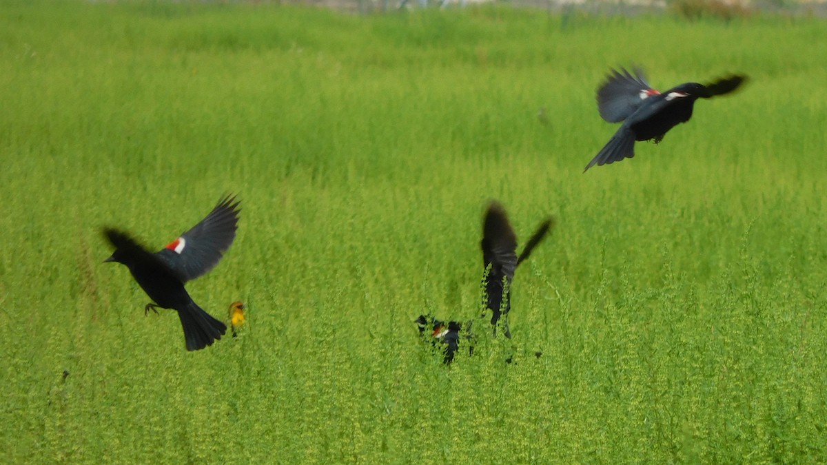 Tricolored Blackbird - ML98280001