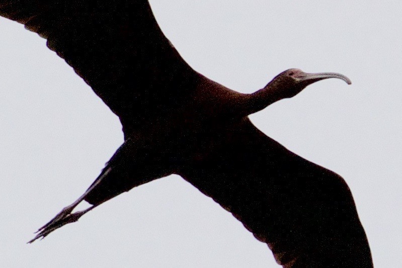 White-faced Ibis - Tom Howe