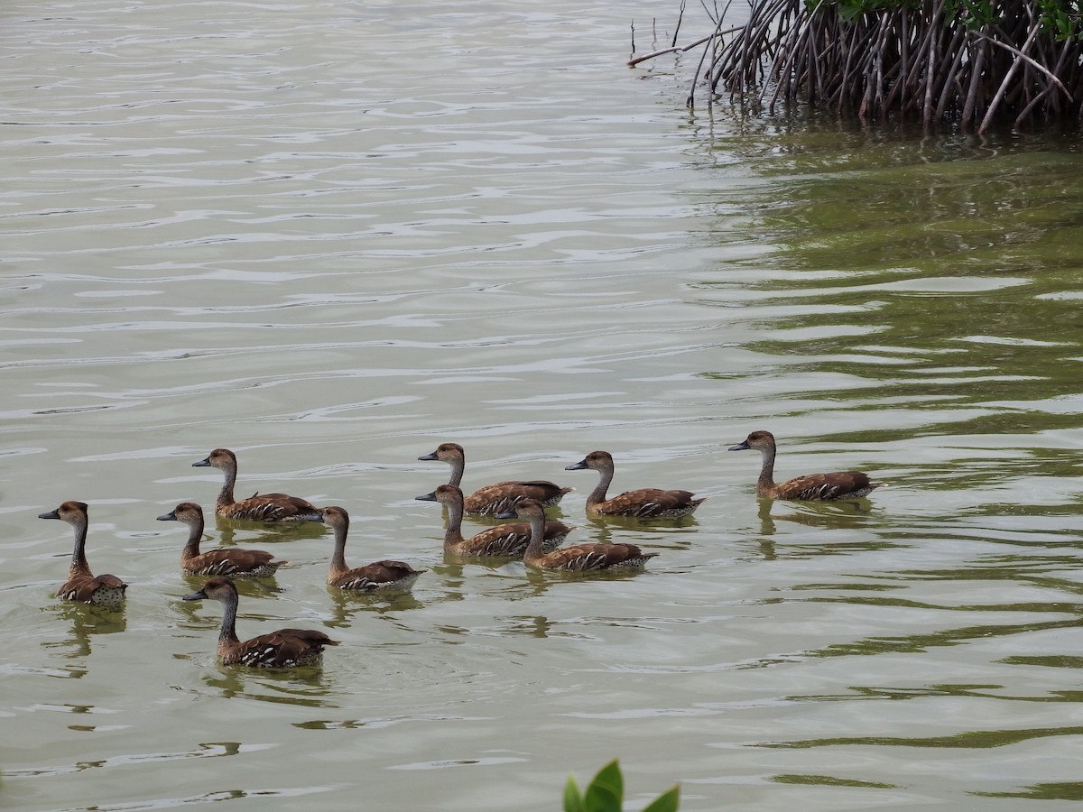 West Indian Whistling-Duck - ML98282351