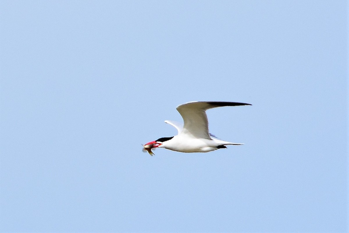 Caspian Tern - Harold Ziolkowski