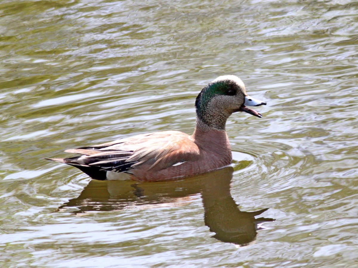 American Wigeon - ML98282671