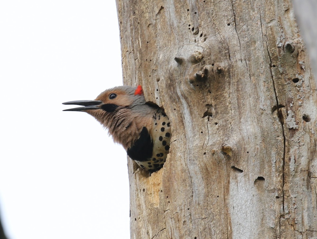 Northern Flicker - ML98282921