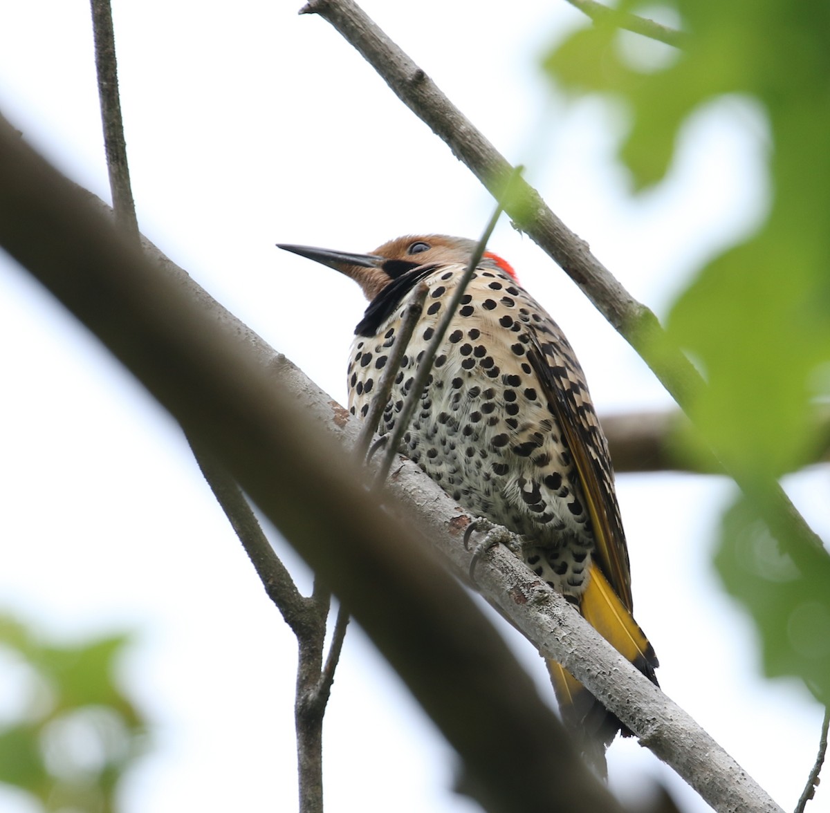 Northern Flicker - ML98283031