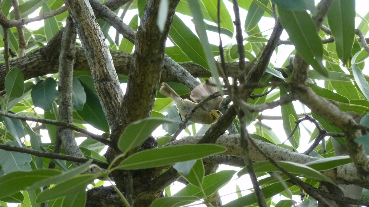 Variable Seedeater - ML98283321