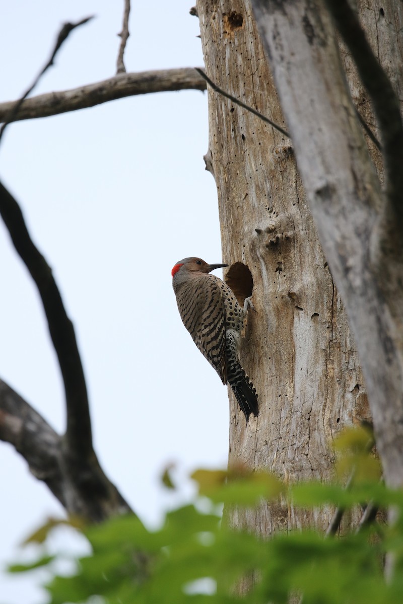 Northern Flicker - ML98283371