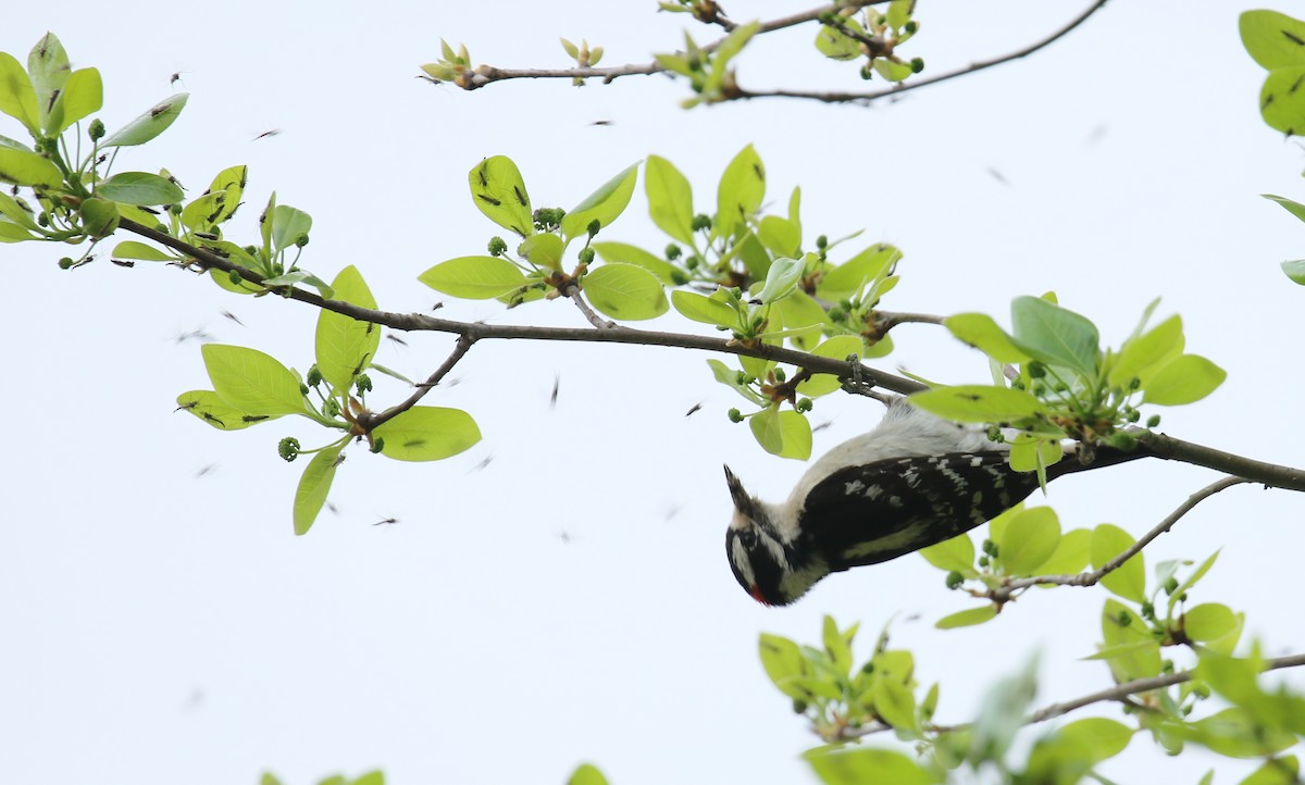 Downy Woodpecker - ML98283451