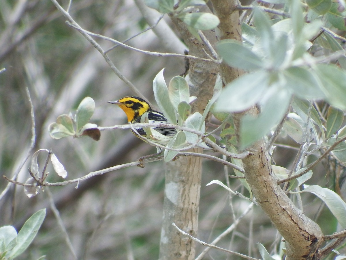 Blackburnian Warbler - ML98283481