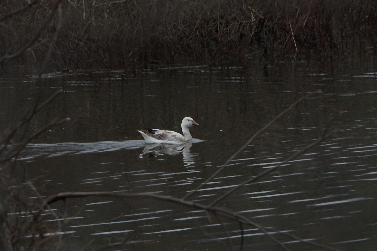 Snow Goose - ML98283521