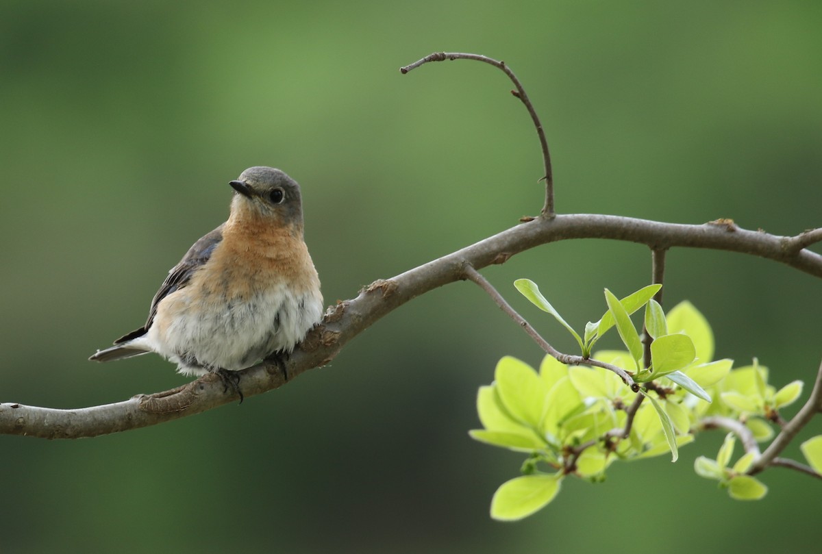 Eastern Bluebird - ML98284401