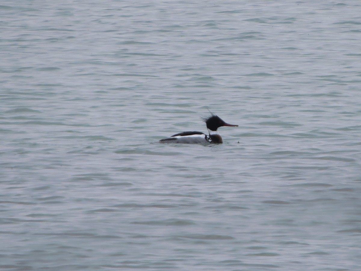 Red-breasted Merganser - ML98286741